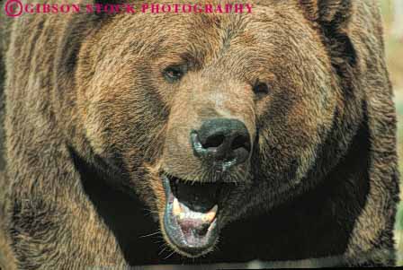 Stock Photo #7915: keywords -  animal animals bear carnivore carnivores danger dangerous face ferocious fur grizzly growl head horz large mammal mammals mouth predator teeth