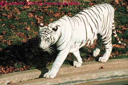 Stock Photo #7916: keywords -  animal animals carnivore carnivores danger dangerous face ferocious fur growl head horz large mammal mammals mouth museum national predator teeth tiger white