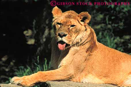 Stock Photo #7917: keywords -  animal animals carnivore carnivores danger dangerous face ferocious fur growl head horz large lioness lions mammal mammals mouth pittsburgh predator teeth zoo