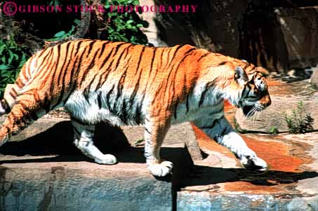 Stock Photo #7918: keywords - animal animals carnivore carnivores danger dangerous face ferocious fur growl head horz large mammal mammals mouth predator siberian teeth tiger