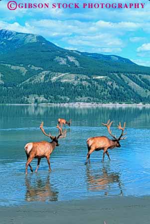 Stock Photo #7919: keywords -  alberta animal animals antler elk environment fur game habitat herbivore herbivores into jasper lake landscape large mammal mammals mountain mountains national nature park reflect reflection reflects rocky scenery scenic vert wade water wildlife