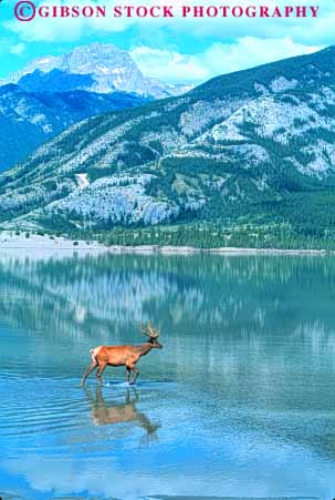 Stock Photo #7920: keywords -  alberta animal animals antler elk environment fur game habitat herbivore herbivores into jasper lake landscape large mammal mammals mountain mountains national nature park reflect reflection reflects rocky scenery scenic vert wades water wildlife