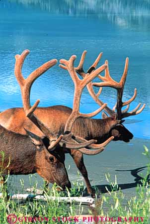 Stock Photo #7921: keywords - alberta animal animals antler elk environment fur game habitat herbivore herbivores jasper lake large mammal mammals mountain mountains national nature park rocky vert water wildlife
