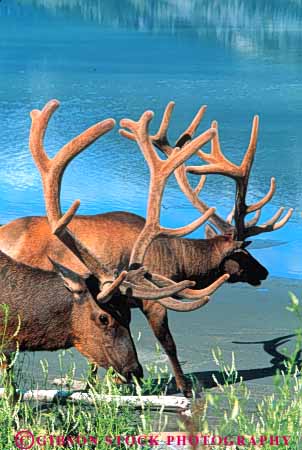 Stock Photo #7921: keywords -  alberta animal animals antler elk environment fur game habitat herbivore herbivores jasper lake large mammal mammals mountain mountains national nature park rocky vert water wildlife