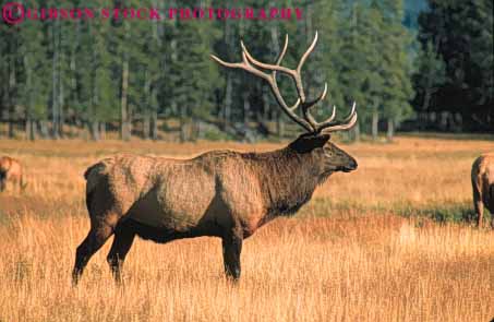 Stock Photo #7923: keywords -  animal animals antler antlers bull elk fur game herbivore herbivores horz landscape large mammal mammals national nature park scenery scenic wildlife wyoming yellowstone