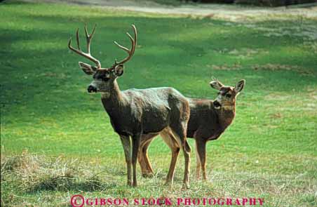 Stock Photo #7924: keywords -  animal animals antler antlers california deer fur game herbivore herbivores horz landscape large mammal mammals national nature pair park scenery scenic two wildlife yosemite