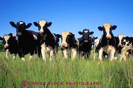 Stock Photo #3315: keywords -  agriculture animal black cow cows crowd crowds dairy face faces farms group groups head heads herd holstein horz livestock lots mammal many numerous white wisconsin
