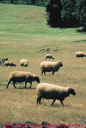 Stock Photo #12714: keywords -  california grazing sheep vert