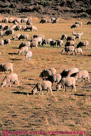 Stock Photo #12715: keywords -  agriculture animal animals brown california chew chewing dry eat eating eats feed feeding feeds field fur grass graze grazes grazing group groups herd herds livestock mammal mammals pasture sheep vert wool