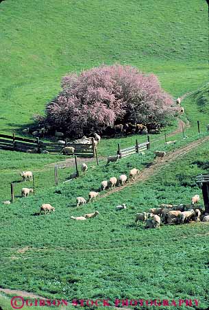 Stock Photo #12716: keywords -  agriculture animal animals brown california chew chewing dry eat eating eats feed feeding feeds field fur grass graze grazes grazing group groups herd herds livestock mammal mammals pasture sheep vert wool