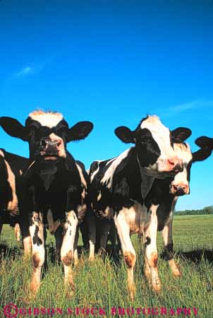 Stock Photo #7925: keywords -  agriculture animal animals black cattle cow cows cute face farm farming farms group head heads holstein large livestock mammal mammals portrait vert white