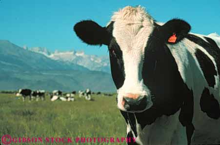 Stock Photo #7926: keywords -  agriculture animal animals cattle cow cows face farm farming farms head heads holstein horz large livestock mammal mammals portrait