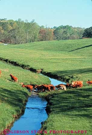 Stock Photo #7927: keywords -  agriculture alabama animal animals cattle cow cows creek cross farm farming farms green group herd in landscape large livestock lush mammal mammals pasture scenic stream vert