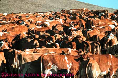Stock Photo #7928: keywords -  abstract agriculture animal animals cattle cow cows farm farming farms group herd horz large livestock mammal mammals many