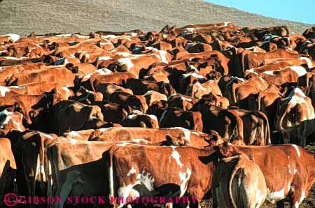 Stock Photo #7928: keywords - abstract agriculture animal animals cattle cow cows farm farming farms group herd horz large livestock mammal mammals many