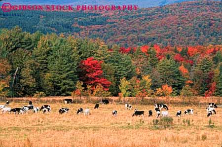 Stock Photo #7929: keywords -  agriculture animal animals autumn cattle cow cows fall farm farming farms forest graze grazing group hampshire herd hill hills holstein horz landscape large livestock mammal mammals many new scenic trees