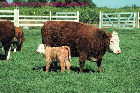 Stock Photo #7930: keywords -  agriculture and animal animals calf cattle cow cows cute farm farming farms horz large livestock mammal mammals mother pair young
