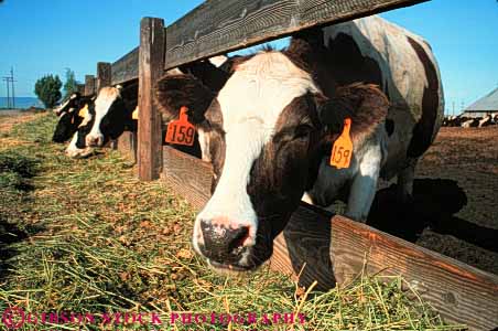 Stock Photo #7931: keywords -  agriculture alfalfa animal animals cattle cow cows eat eating face farm farming farms feed feeding food head horz in large livestock mammal mammals pen trough