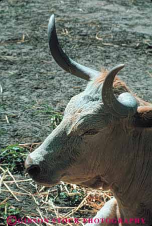 Stock Photo #7933: keywords -  agriculture animal animals cow cows farm farming farms horn large livestock longhorn mammal mammals steer texas vert