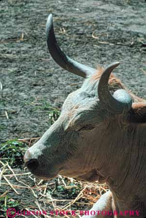 Stock Photo #7933: keywords - agriculture animal animals cow cows farm farming farms horn large livestock longhorn mammal mammals steer texas vert