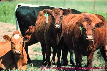 Stock Photo #7934: keywords -  agriculture animal animals cattle cow cows farm farming farms horz large livestock mammal mammals portrait