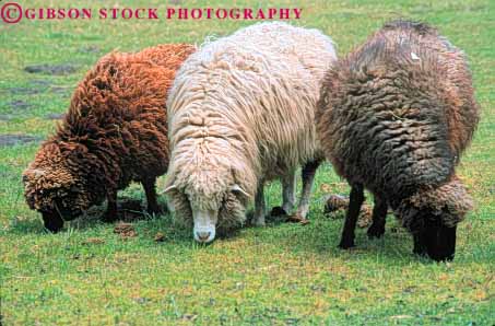 Stock Photo #7935: keywords -  agriculture animal animals color farm farming farms fur gene genes genetic genetics hereditary heredity horz large livestock mammal mammals mutate mutates mutation sheep variation wool