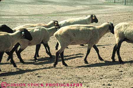 Stock Photo #7937: keywords -  agriculture animal animals farm farming farms fur horz large livestock mammal mammals shear sheared sheep
