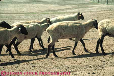 Stock Photo #7937: keywords - agriculture animal animals farm farming farms fur horz large livestock mammal mammals shear sheared sheep