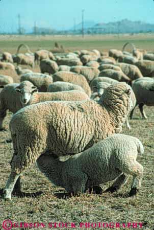 Stock Photo #7938: keywords - agriculture animal animals baby cute farm farming farms feed feeding fur lamb large livestock mammal mammals mother nursing pair sheep suckles team vert