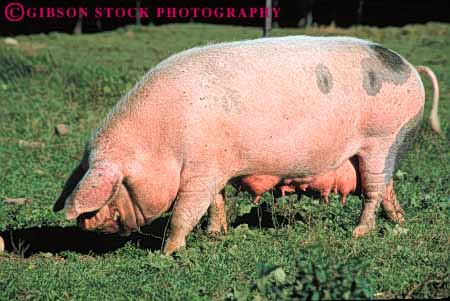 Stock Photo #7939: keywords -  agriculture animal animals farm farming farms horz large livestock mammal mammals pig pigs sow swine