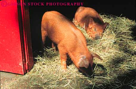 Stock Photo #7940: keywords -  agriculture animal animals barnyard farm farming farms horz large livestock mammal mammals pig pigs swine