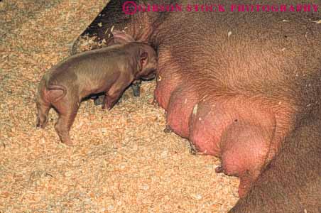Stock Photo #7941: keywords -  agriculture animal animals baby farm farming farms horz large livestock mammal mammals nurse nursing pig piglet pigs sow suckle suckles swine