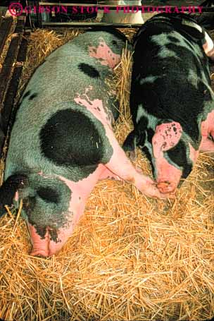 Stock Photo #7942: keywords -  agriculture animal animals farm farming farms large livestock mammal mammals pig pigs sleeping swine vert