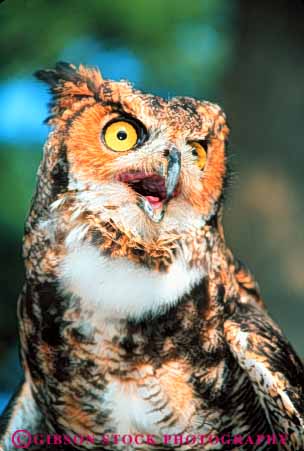 Stock Photo #7943: keywords -  alert animal animals avian barn beak beaks bird birds captor edators eye eyes face faces feather feathers head heads mouth mouths nature owl owls pr predator predatory raptors see seeing sense senses sight vert view vision watch watching wildlife