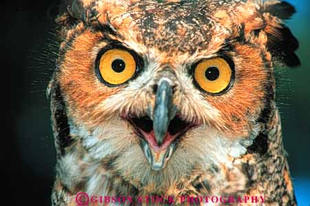 Stock Photo #7944: keywords -  alert animal animals avian barn beak beaks bird birds captor eye eyes face faces feather feathers head heads horz mouth mouths nature owl owls predator predators predatory raptors see seeing sense senses sight view vision watch watching wildlife