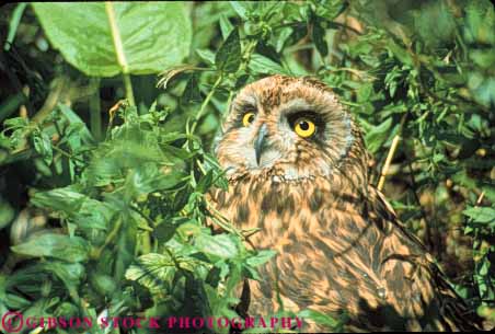 Stock Photo #7945: keywords - alert animal animals avian beak beaks bird birds captor eye eyes face faces feather feathers head heads horz mouth mouths nature owl predator predators predatory raptors see seeing sense senses sight view vision watch watching wildlife
