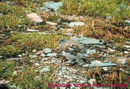 Stock Photo #7946: keywords -  alaska animal animals avian bird birds blend blending camouflage camouflaged feather feathers hidden hide hiding horz nature obscure obscured ptarmegan see seeing sight view vision wildlife