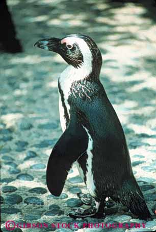 Stock Photo #7947: keywords -  animal animals aquatic bird birds black feather feathers flightless nature penguin stand standing stands vert white wildlife