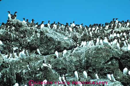Stock Photo #7948: keywords -  alaska animal animals bird birds flock group homer horz island lots many murres nature rock roost roosting sea wildlife