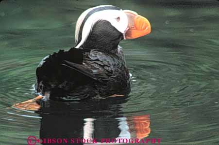 Stock Photo #7950: keywords -  animal animals aquatic bird birds horz nature puffin tufted water