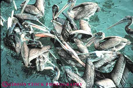 Stock Photo #7951: keywords -  animal animals aquatic bird birds brown eat eating feed feeding food frenzy group horz lots many nature pelican pelicans sea tangle tangled water wildlife