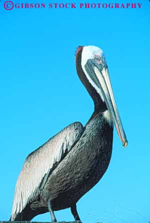 Stock Photo #7952: keywords -  animal animals aquatic bird birds brown nature pelican pelicans portrait sea vert water wildlife