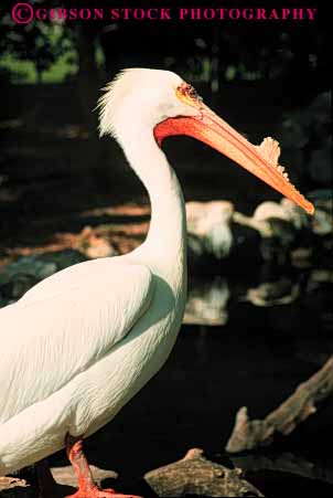 Stock Photo #7953: keywords -  animal animals aquatic bill bird birds nature pelican sea vert water white wildlife