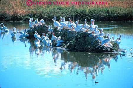 Stock Photo #7954: keywords -  animal animals aquatic bird birds california dlife flock freshwater group horz island lake lots many marsh marshland marshlands national nature pelican pelicans preserve refuge roosting swamp tule water wetland wetlands white wil wildlife