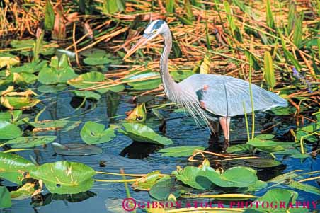 Stock Photo #7955: keywords - animal animals aquatic bird birds blue everglades feeding florida freshwater heron horz marsh marshland marshlands national nature park preserve swamp swampland water waterlily wetland wetlands wildlife