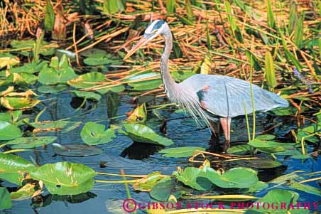 Stock Photo #7955: keywords -  animal animals aquatic bird birds blue everglades feeding florida freshwater heron horz marsh marshland marshlands national nature park preserve swamp swampland water waterlily wetland wetlands wildlife