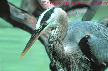 Stock Photo #7956: keywords -  animal animals aquatic beak bird birds blue feeding freshwater head heron herons horz marsh marshland marshlands nature preserve swamp swampland water wetland wetlands wildlife