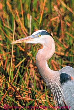 Stock Photo #7957: keywords -  animal animals aquatic beak bird birds blue freshwater head heron marsh marshland marshlands nature preserve swamp swampland vert water wetland wetlands wildlife