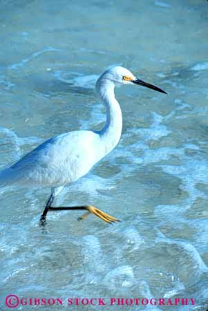 Stock Photo #7958: keywords -  animal animals aquatic bird birds egret florida freshwater marsh marshland marshlands nature preserve surf swamp swampland vert wade wading walk water wetland wetlands white wildlife