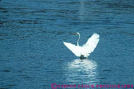 Stock Photo #7959: keywords - animal animals aquatic bay bird birds california egret flat flight freshwater great horz lift marsh marshland marshlands nature off preserve richardson span spread swamp swampland tidal tideland tidelands water wetland wetlands wildlife wing wings